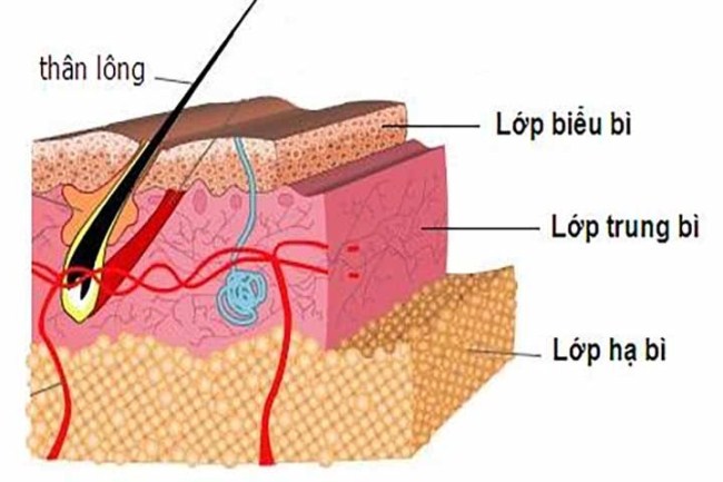 cấu trúc da